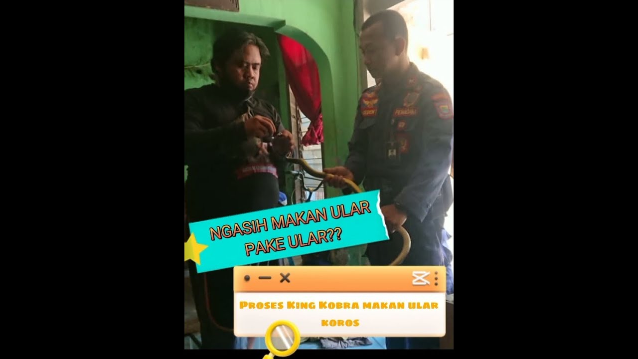 King Cobra makan Ular Koros