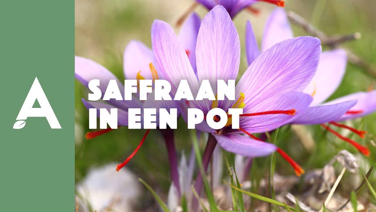 Saffraan kweken: zo plant je de bloembollen in een pot I Een groener thuis! #57 I Angelo Dorny