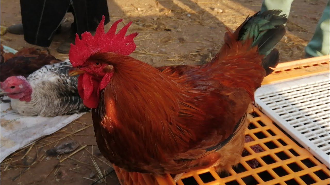 حصرياً من سوق حد سوالم إقليم برشيد أثمنة🐓🐓🐓🐓 دجاج والطاوس وبيض فيومي وبرهما ودجاج البلدي وبيبي