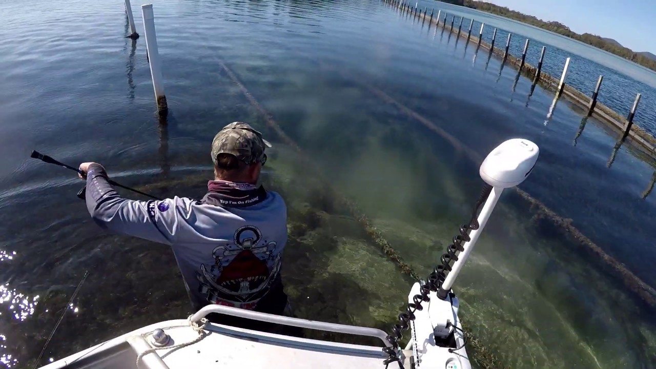 96 CM Wallis Lake Croc ! - Forster N.S.W