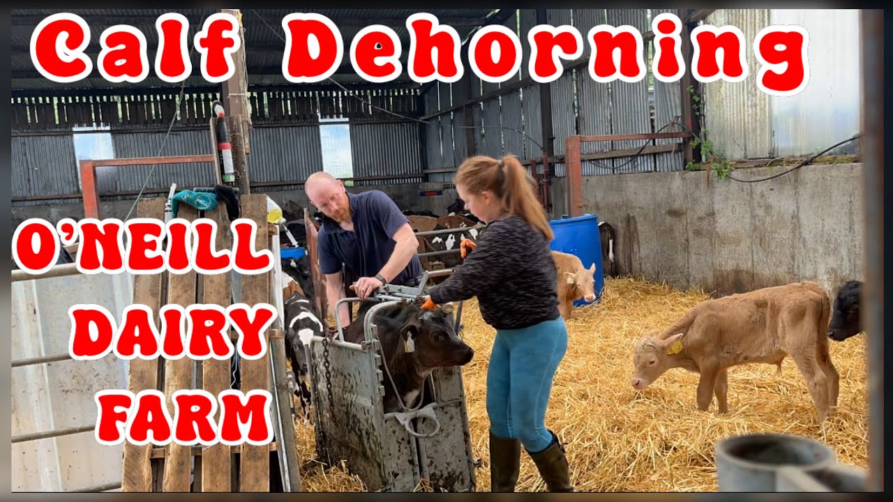 DEHORNING calves!! Lets go! See episode 11 for more