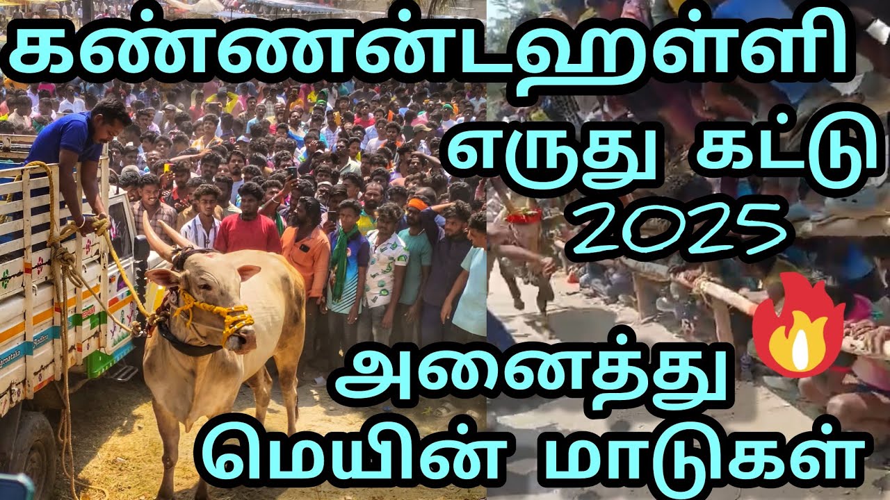கண்ணன்டஹள்ளி எருது கட்டு  2025 கிருஷ்ணகிரி மாவட்டம் #eruthukattu #kalaianandvlogs