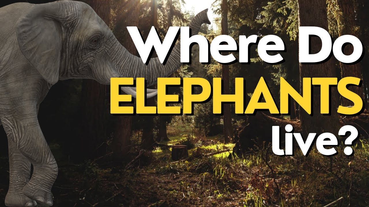 Where Do Elephants Live? Exploring the Natural Habitats of Elephants