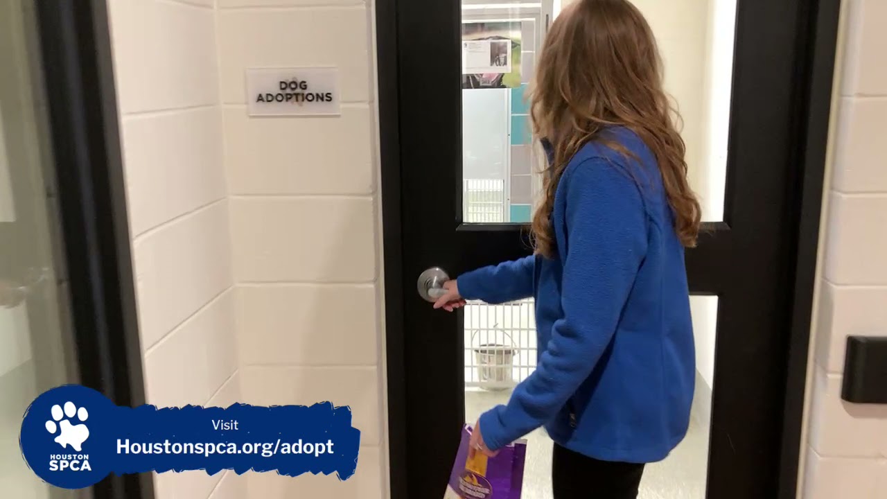 LIVE! from the Houston SPCA Adoption Center May 10, 2021