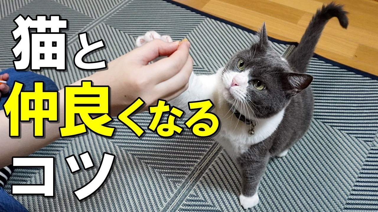 【科学的根拠あり】猫と仲良くなる９つのコツ！猫との距離を縮めたい人必見【保護猫】