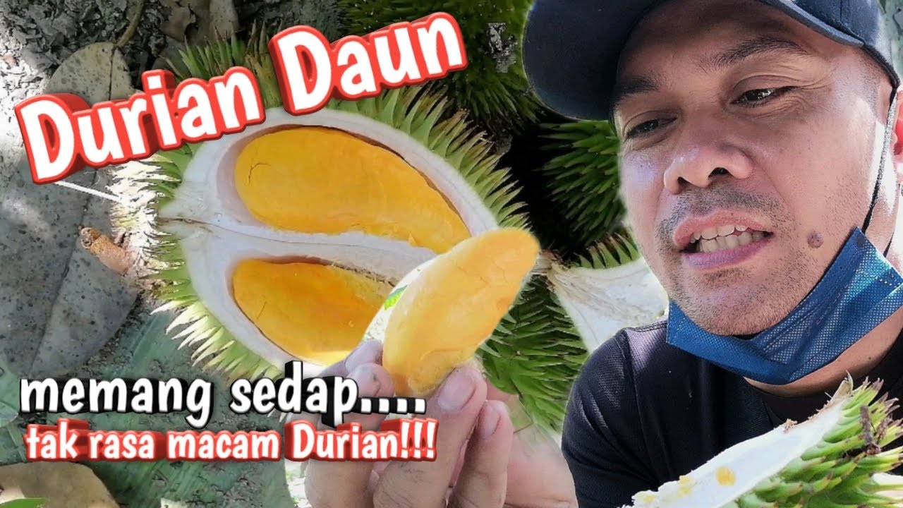 Durian Daun Rasa Vanilla | Durian Season