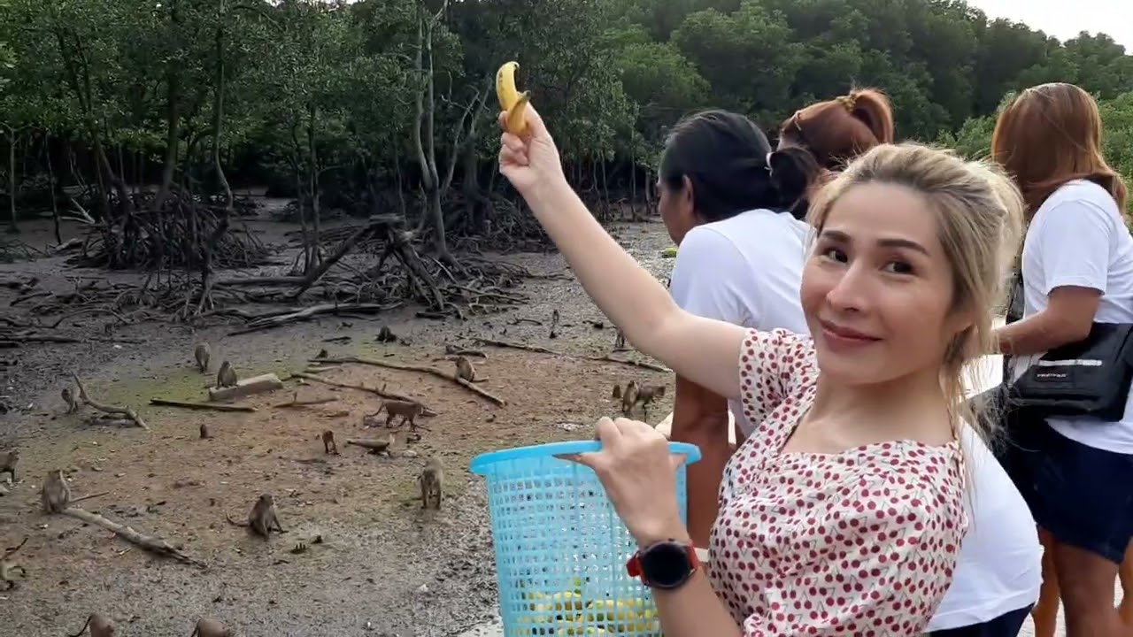 ให้อาหารลิงที่เกาะสิเหร่