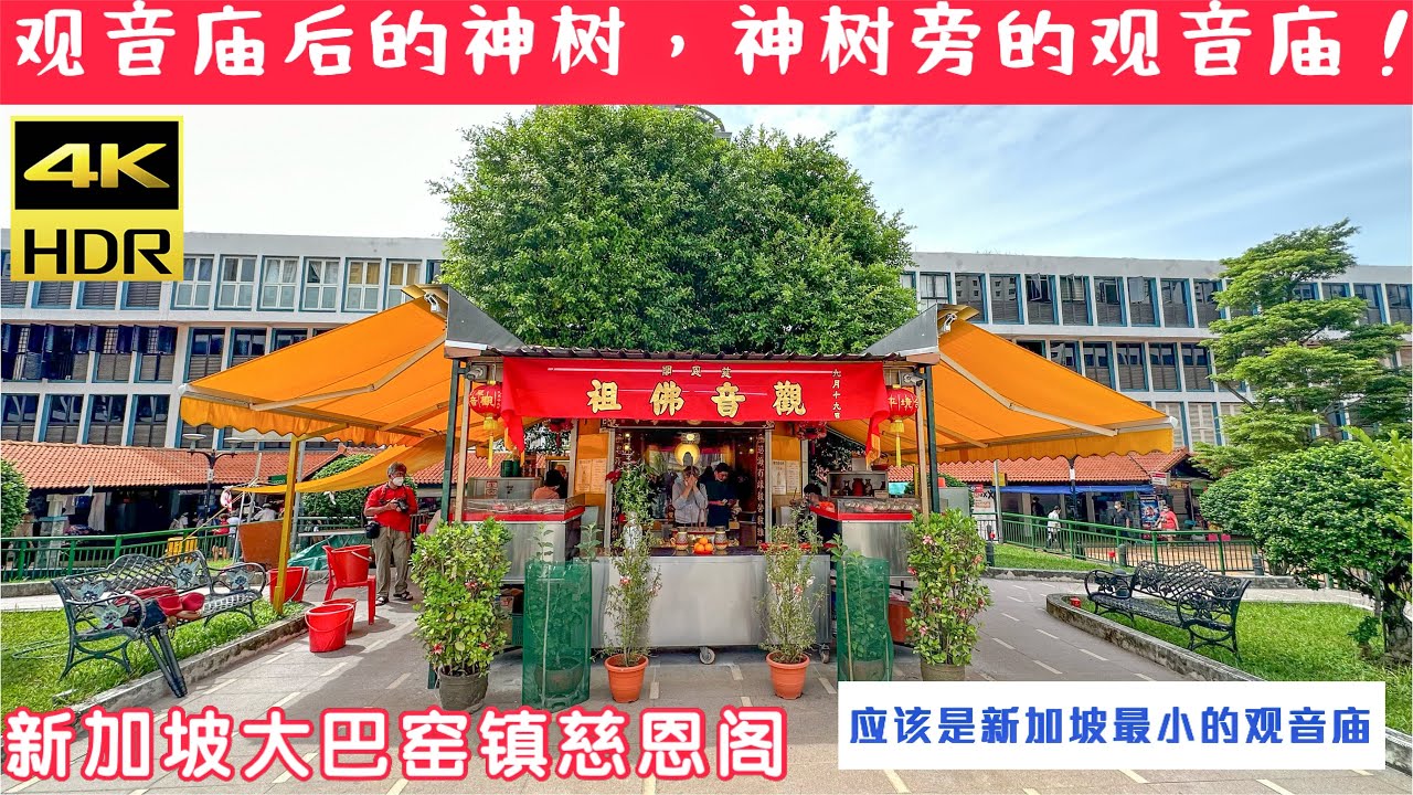 神树下的观音庙，新加坡大巴窑镇慈恩阁。Toa Payoh God Tree and Temple, Singapore.