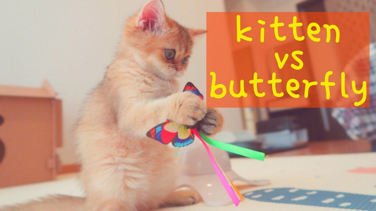Kitten vs Butterfly | Cute British Shorthair Kitten first day playing alone 😊👍