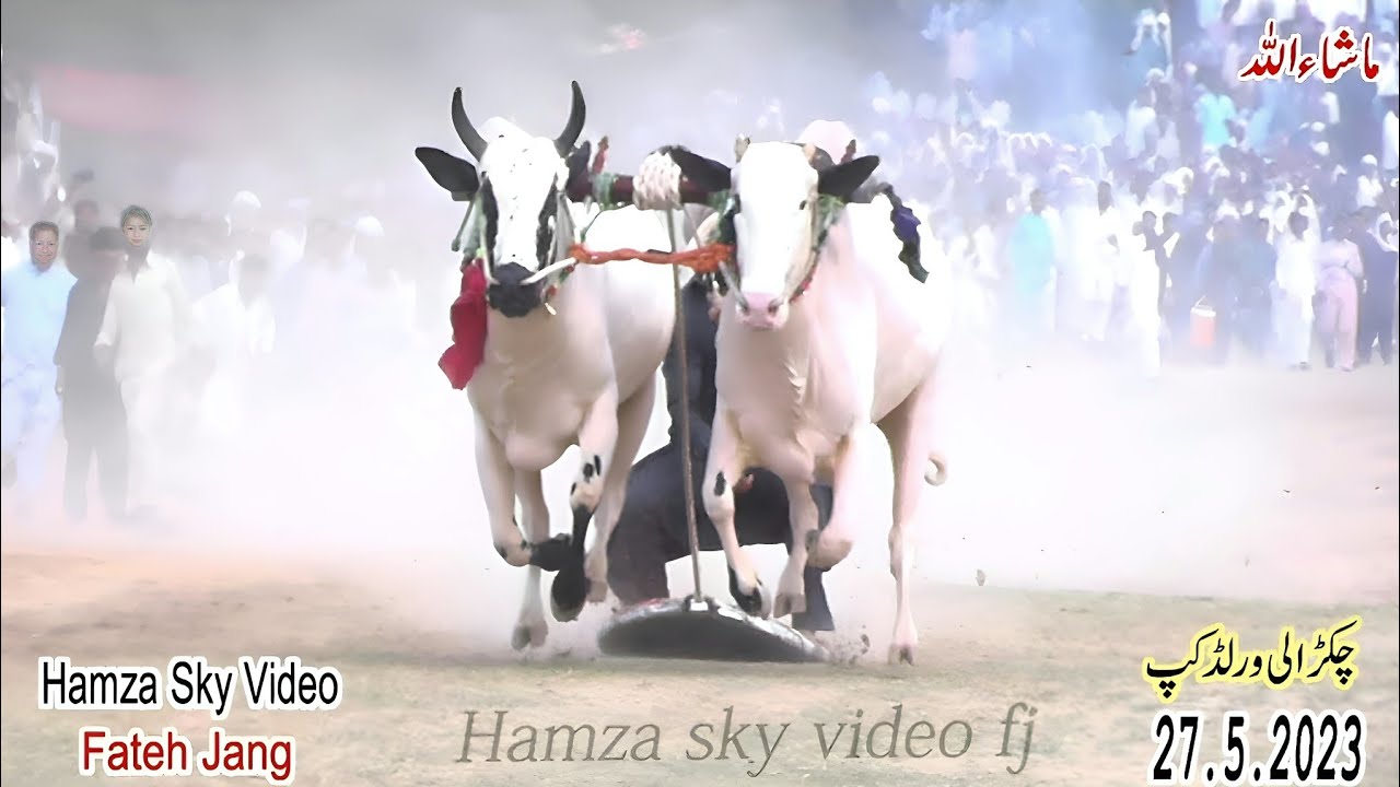 Bull Race Chakrali 27.5.2023