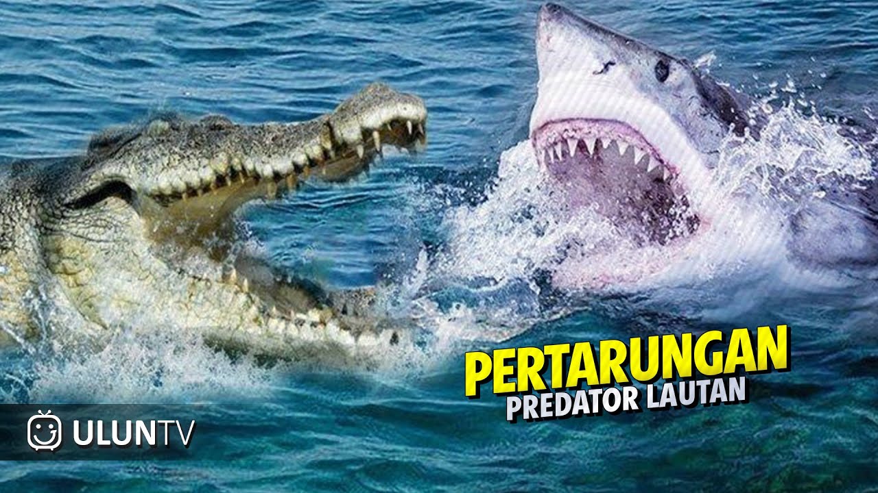 Terekam Kamera Pertarungan Sengit Buaya Vs Hiu ‼️ Siapakah Pemenangnya ❓
