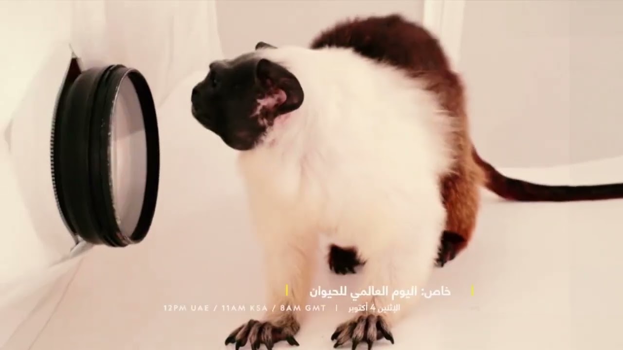 National Geographic Abu Dhabi