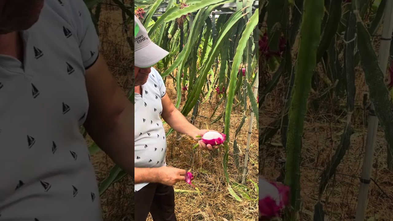 Ejder bitkisinden meyvesinin içinin renginin Beyaz mı, Kırmızı mı  olacağı nasıl anlaşılır ?