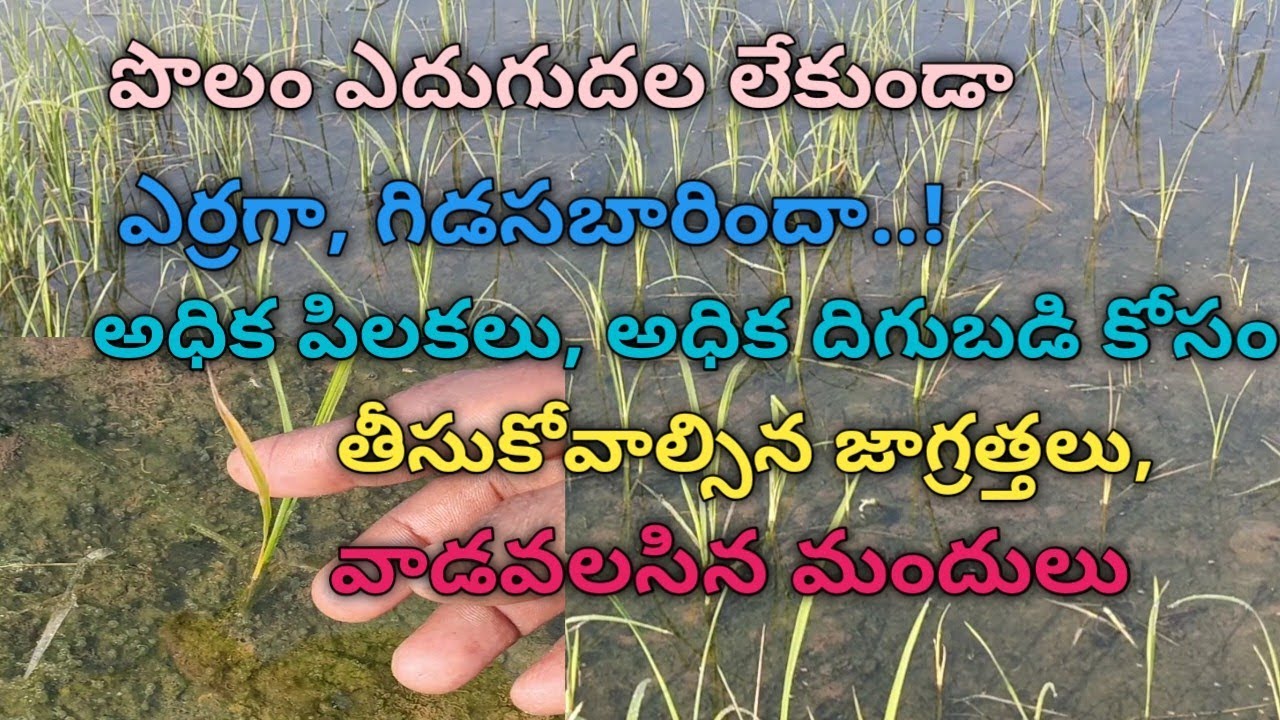 అధిక పిలకలు, అధిక దిగుబడి కోసం.చేయాల్సిన పనులు #farming 