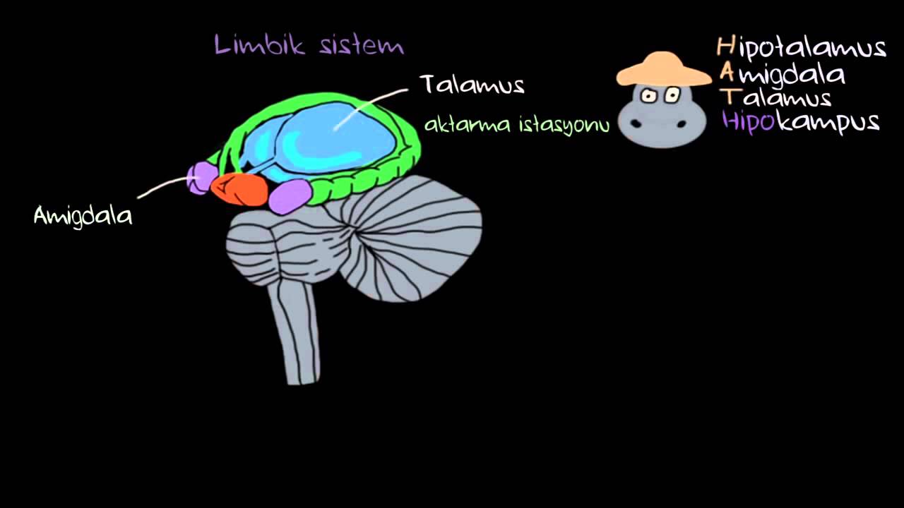 Duygular: Limbik Sistem (Sağlık Bilgisi ve Tıp)