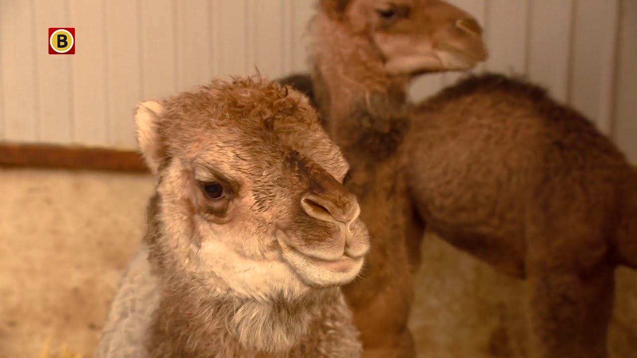 Kamelenmelker opent grotere stal: ‘Spelen tussen de kamelen’