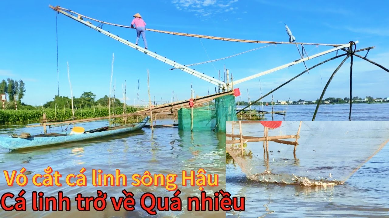 Nghề vó cắt sông Hậu bội thu -