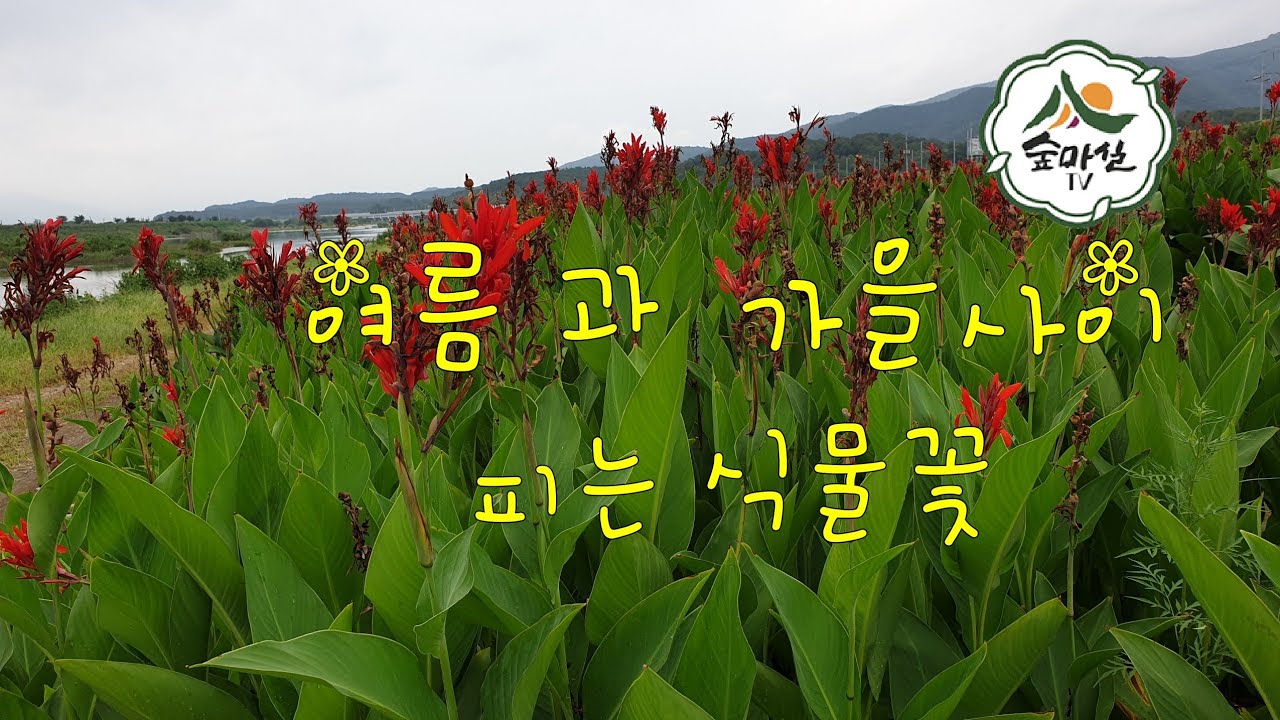 칸나  홍초 전분 약초 임업 산림  농업 조경 치유농업 약용식물  귀농 귀촌 경북농민사관학교  약초방송