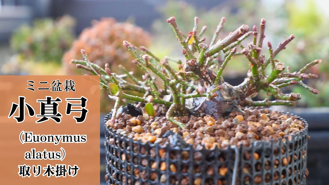 小真弓のミニ盆栽　取り木掛けと植え替え　Euonymus alatus　#11