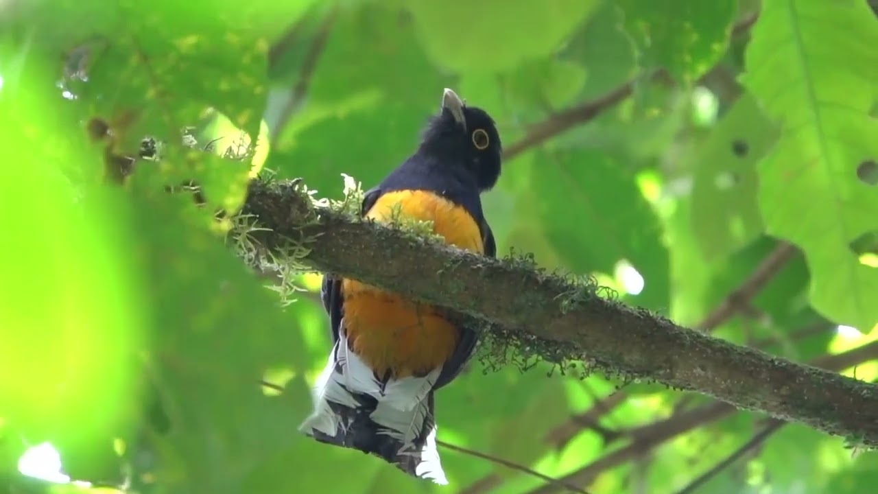 Wildlife at Reserva Ecológica de Guapiaçu (REGUA) Brazil