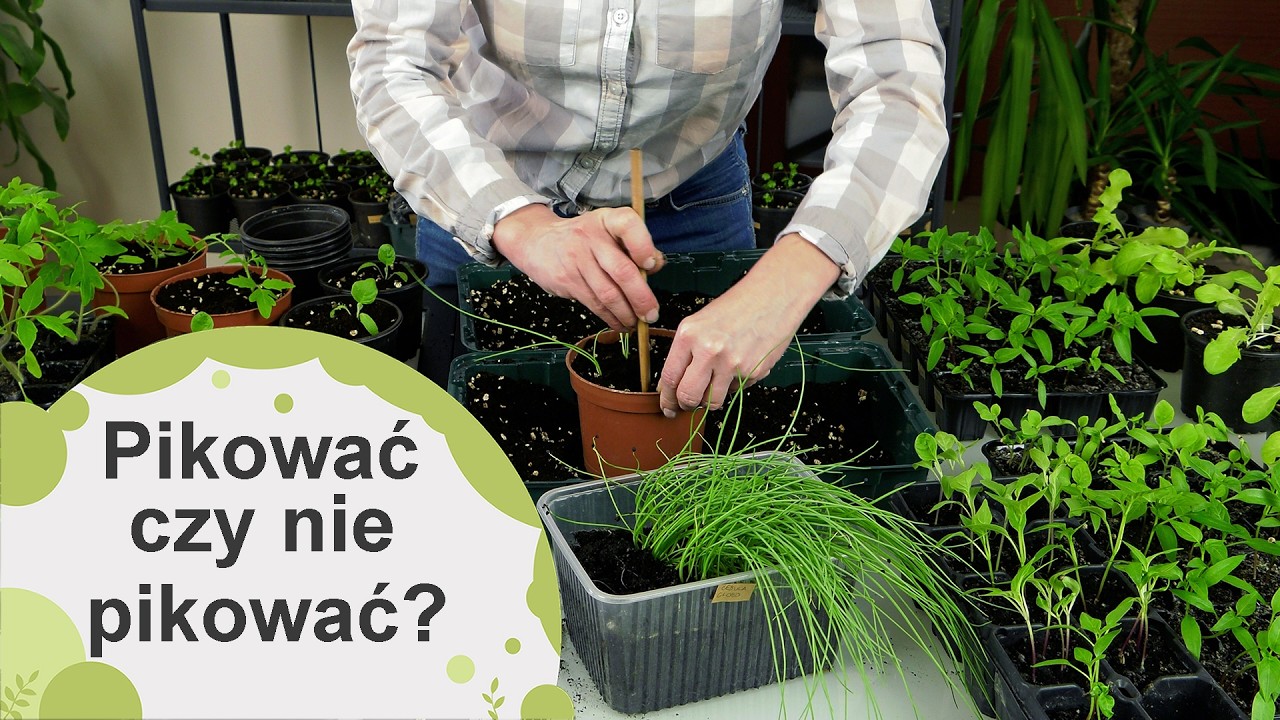 Pikowanie. Przesadzać czy nie przesadzać? Które warzywa źle znoszą przesadzanie?