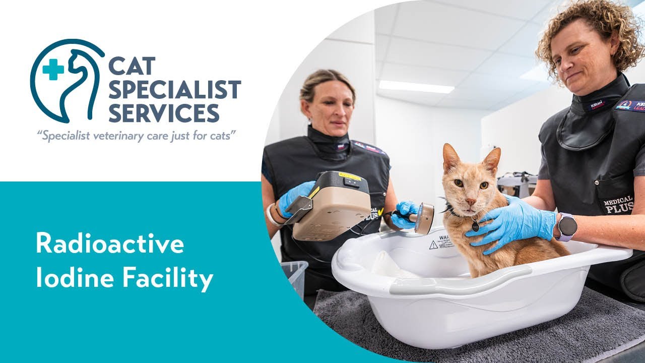 Cat Specialist Services Radioactive Iodine Treatment for Hyperthyroidism in Cats