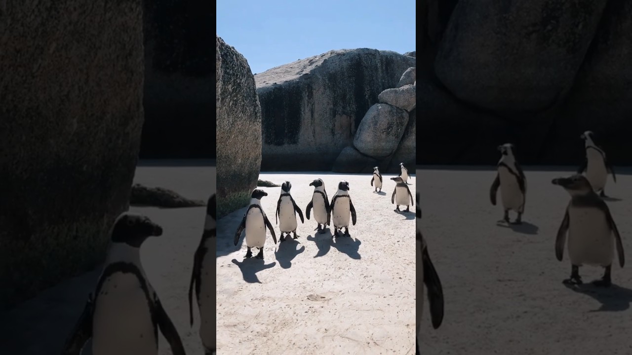 Jazz Background Music with Penguins enjoy  #jazz #shorts