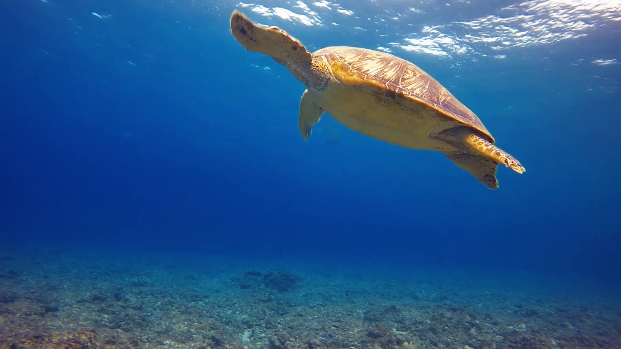 2 Minutes of Relaxing Ocean Animals