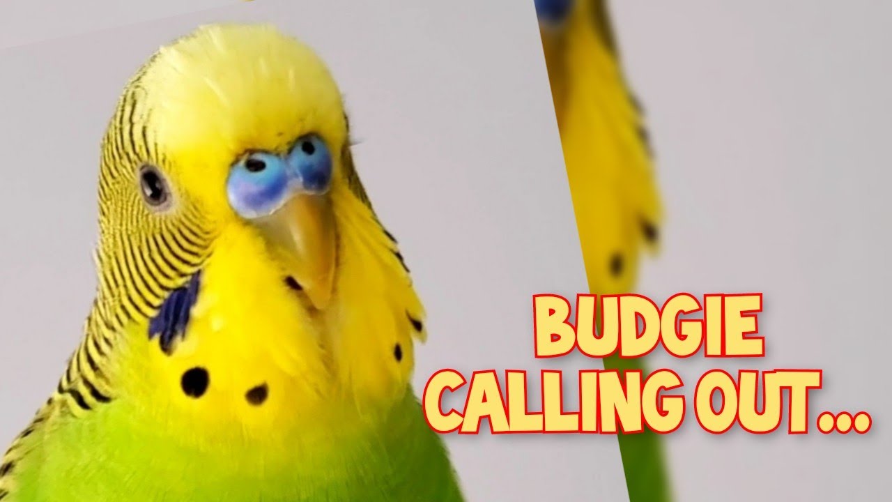 Budgie sound when call other budgie