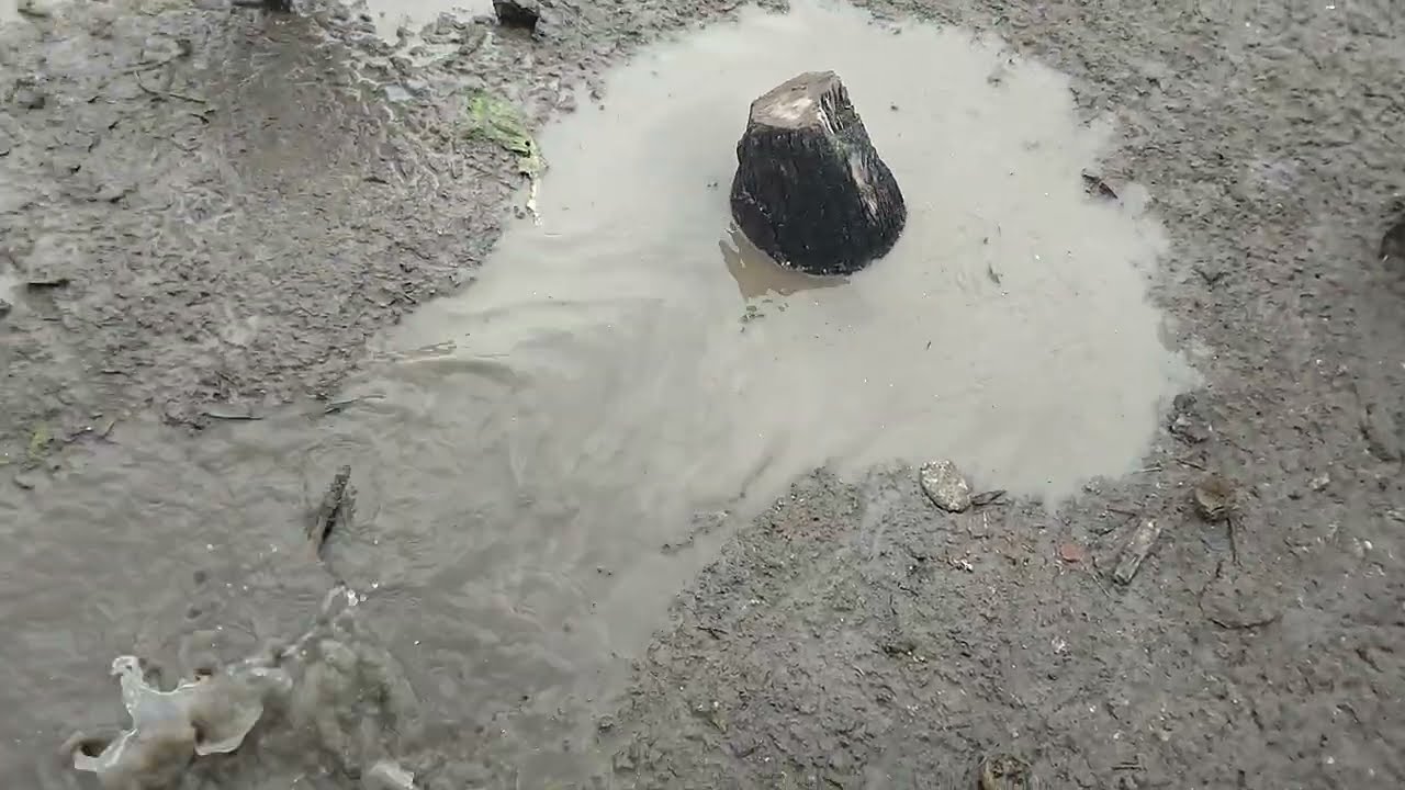 Tavuklarla vlog