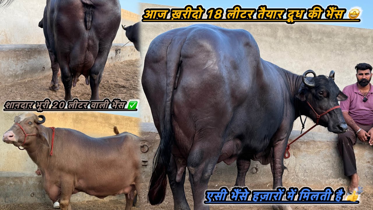 आज ख़रीदो शानदार 18 लीटर तैयार दूध की भैंस ✅एसी भैंसे हाजरों में मिलेंगी🤩फुल साइज और18-20 लीटर वाली 