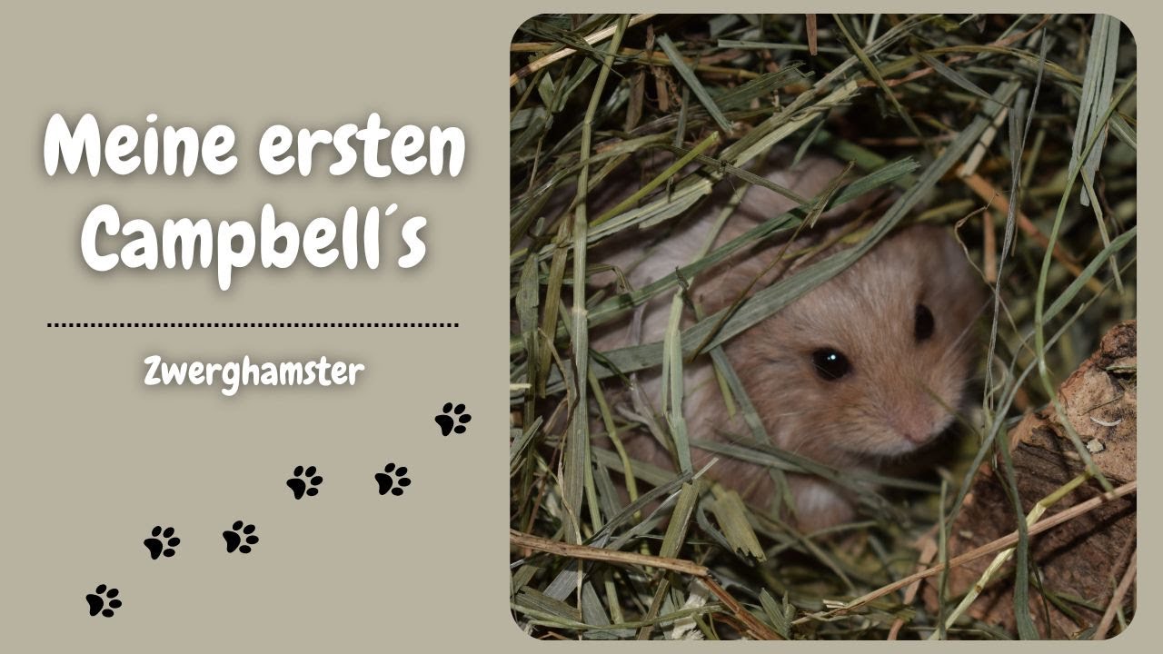 Meine ersten Campbell´s ♥ Zwerghamster aus nicht artgerechter Haltung übernommen | Nana
