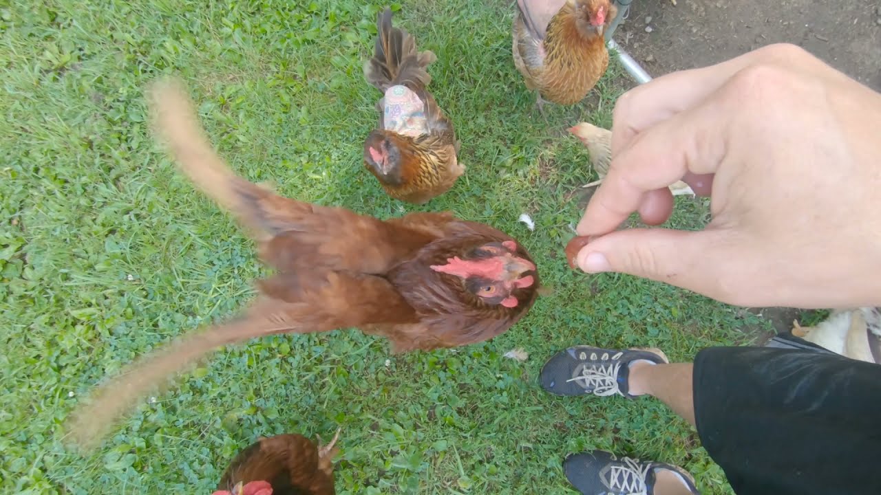 A Double Run To The Yard, Jimmy Eats The Wrong Thing, And DeeDee Being Amazing!