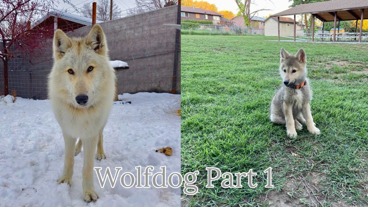 Pet Wolfdog Training From Birth to 7 Months The Wolfdog Project #wolfdog
