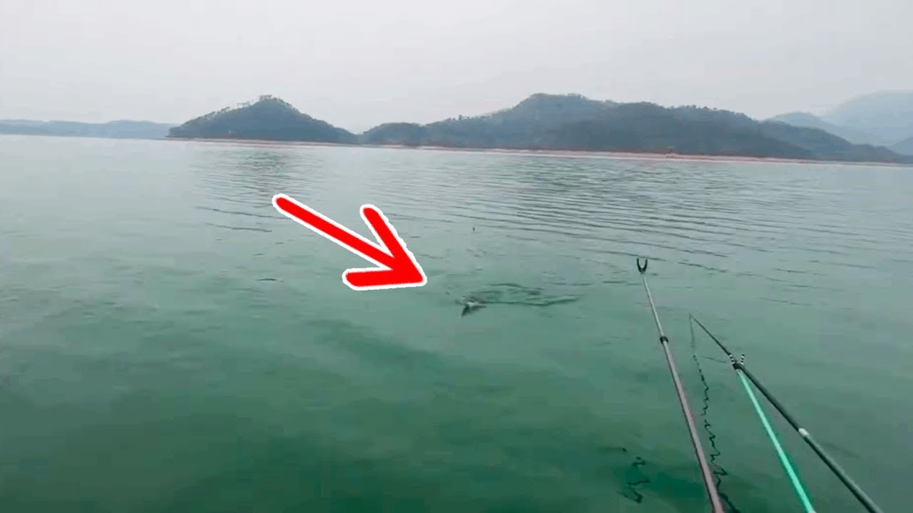 孤島釣半個月，釣到數條羅非魚，實在太驚喜了！【野釣長空】