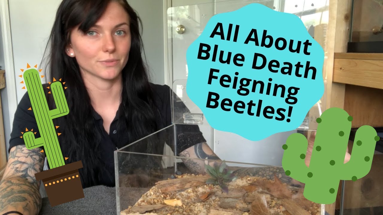All About Blue Death Feigning Beetles!