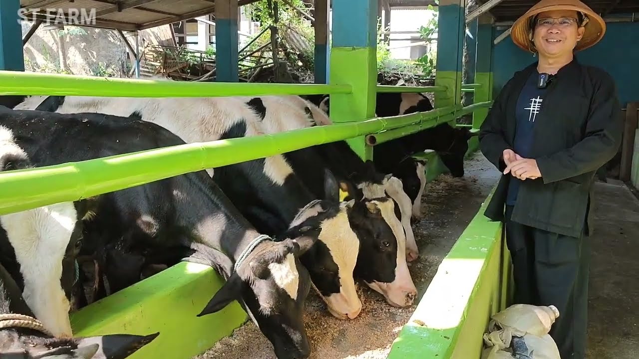 1 kandang full Sapi Pedet FH Jual Murah ❗Gumilang Farm
