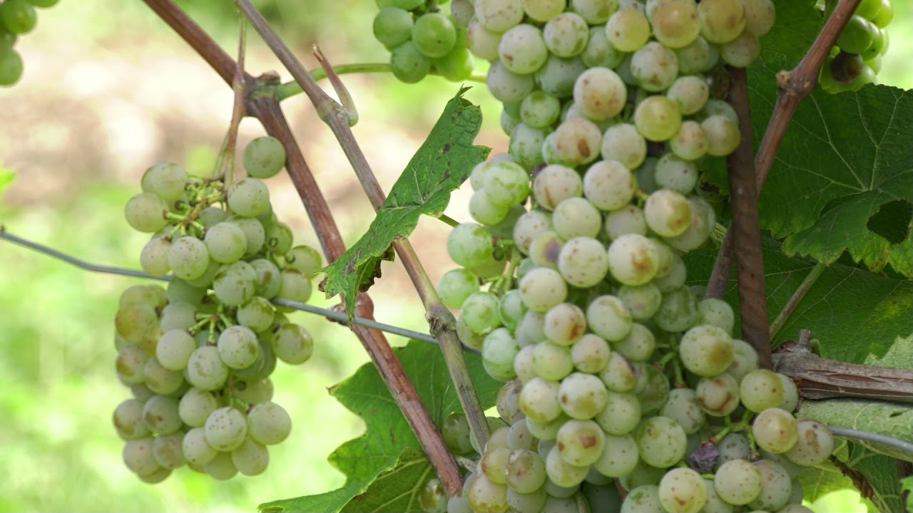 Variet&agrave; resistenti | Charvir