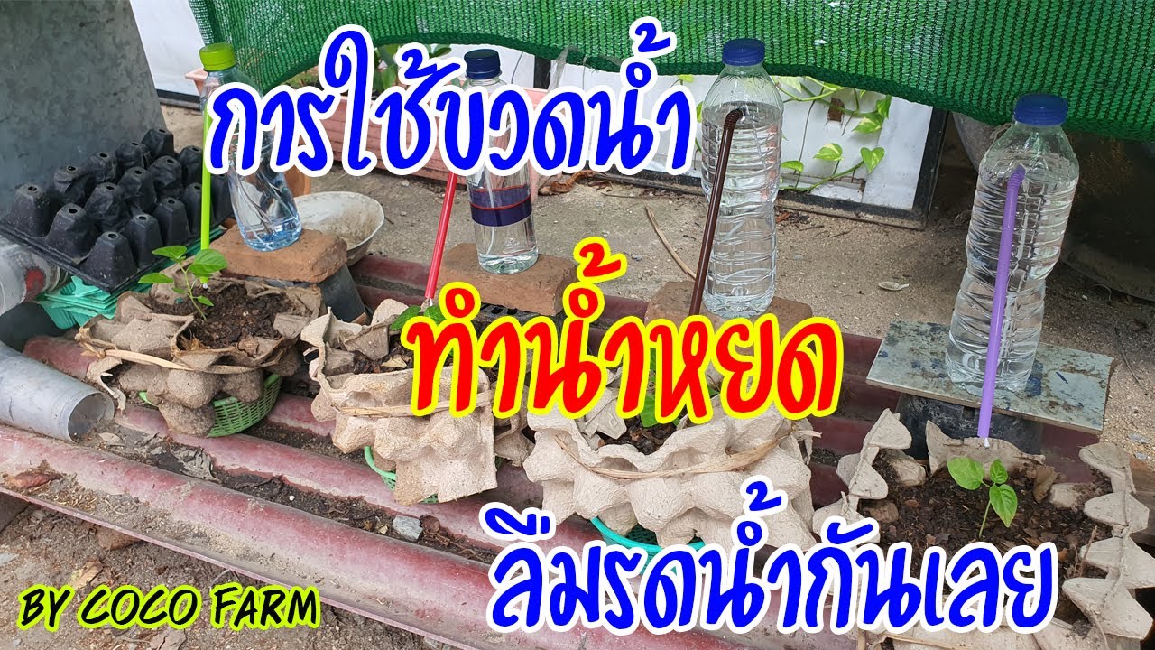 ขวดน้ำเปล่า อย่าทิ้ง เอามาทำน้ำหยด ใช้รับหน้าแล้งกัน
