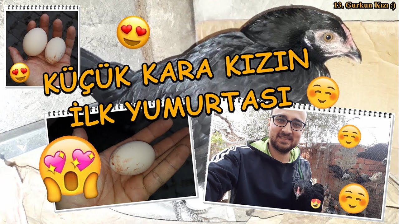 Tavuğun İlk Yumurtası - Kanlı Yumurtlama Anı 
