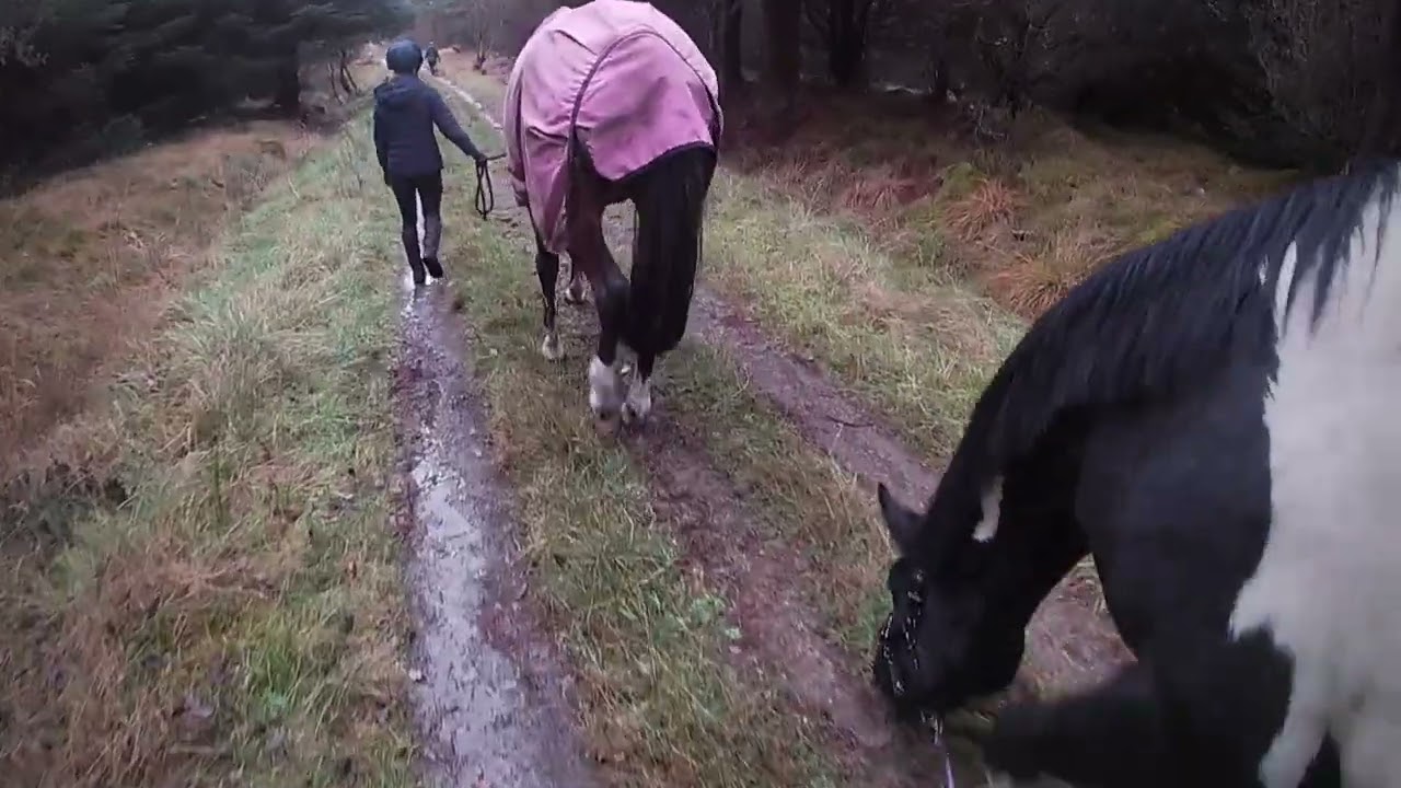 A FOREST WALK WITH SHANTI, FRANCES AND COSMO, CAROLE AND KAIRO (16/11/25)