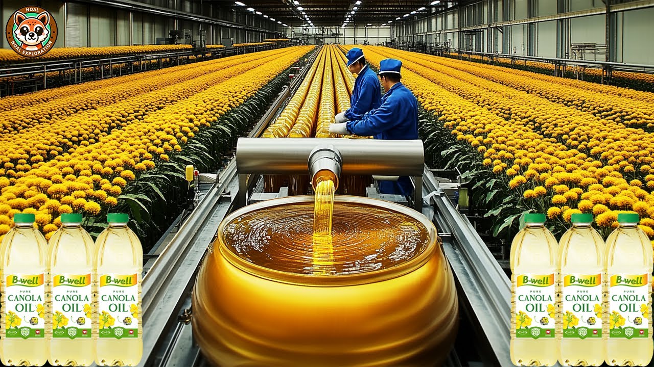 How Canola Oil Is Made &ndash; Inside Modern Canola Seed Processing and Oil Extraction Factory