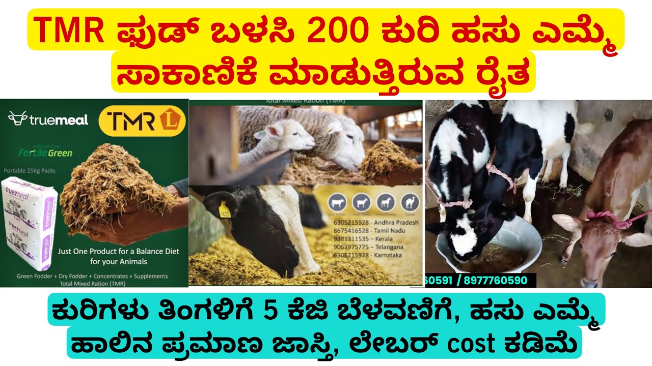 TMR ಫುಡ್ ಬಳಸಿ 200 ಕುರಿ ಹಸು ಎಮ್ಮೆ ಸಾಕಾಣಿಕೆ  ಮಾಡುತ್ತಿರುವ ರೈತ | ಕುರಿಗಳು ತಿಂಗಳಿಗೆ 5 ಕೆಜಿ ಬೆಳವಣಿಗೆ, TMR