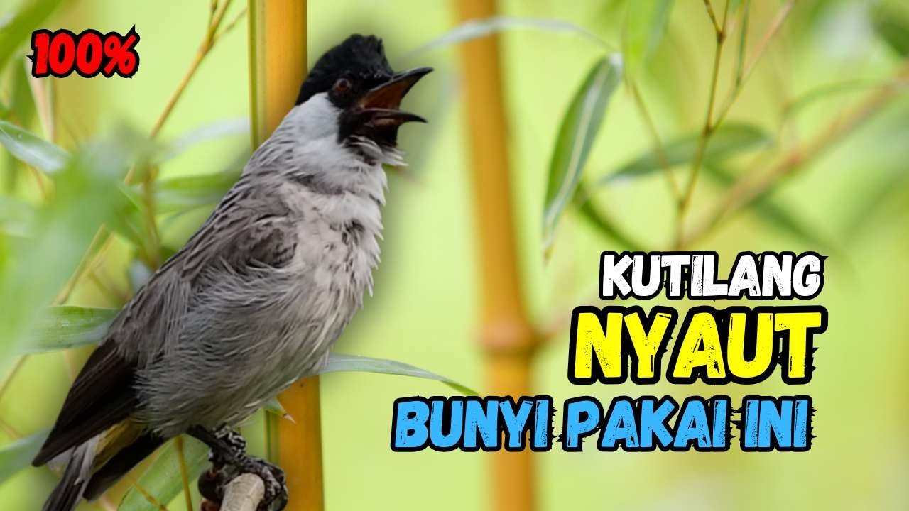 Suara Burung Kutilang Gacor Ribut Ampuh Untuk Pancingan Pikat