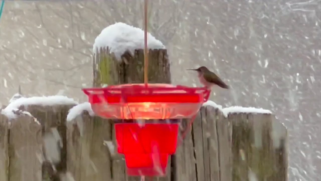 Winter Hummingbirds
