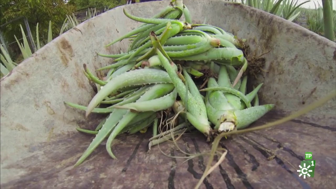 Plantación de aloe vera en la Vega de Sevilla
