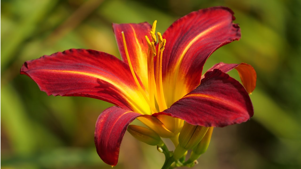 Les hémérocalles ou lys d'un jour