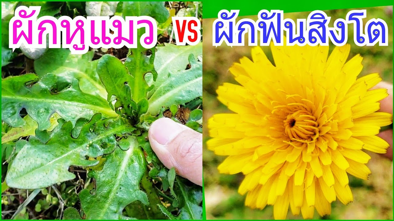 วิธีดูผักหูแมว ผักฟันสิงโตและผักคล้าย Catsear, Cat's ear, Dandelion family🌻
