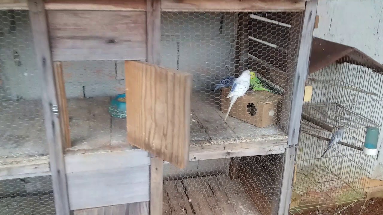 Soltando passaros no novo viveiro