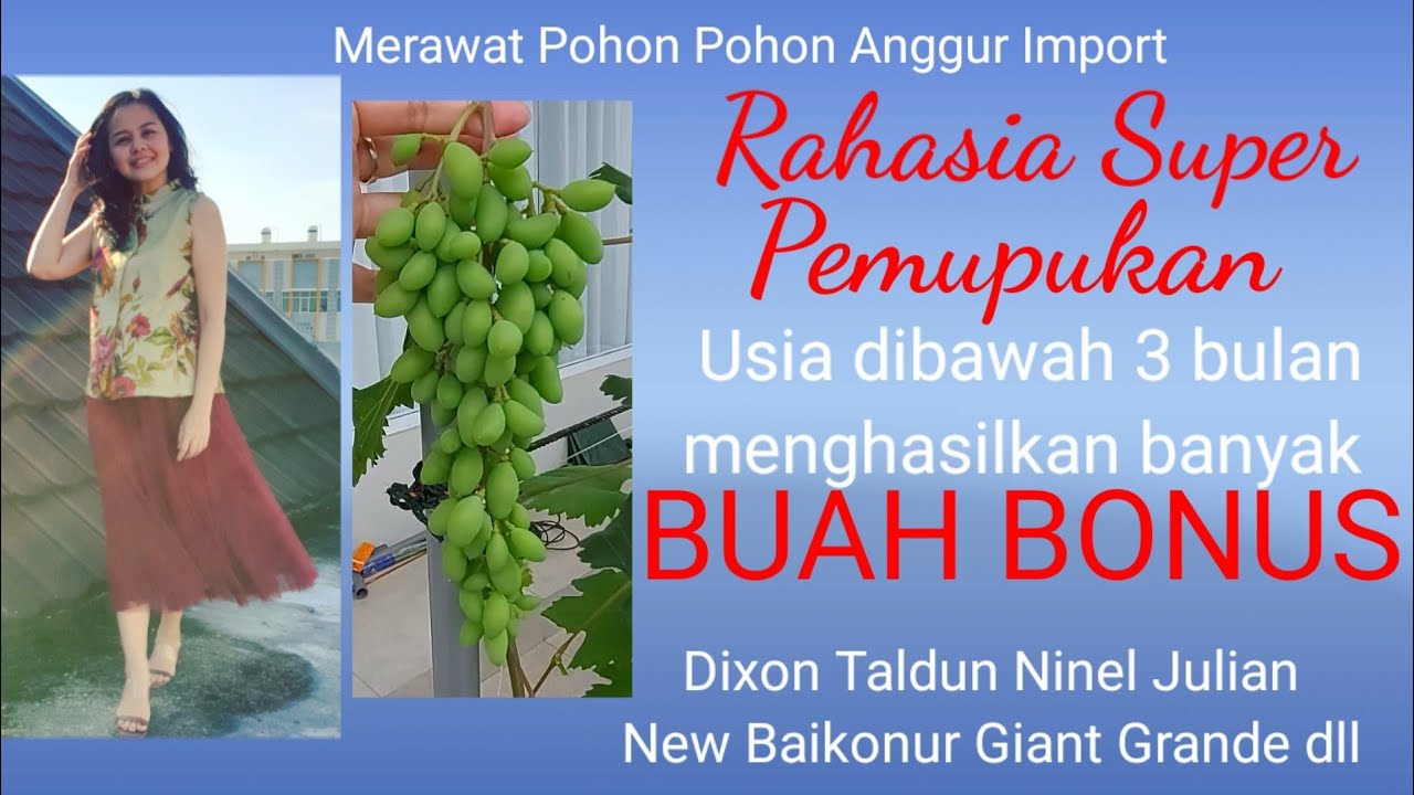 CARA PEMUPUKAN Tahap 1, Rahasia Super Anggur Import 3 Bulan Menghasilkan Banyak Bonus Buah. Part#1
